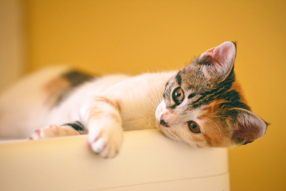 Kačių kraikas pirmiausia turėtų būti derinamas su katės pageidavimais - jis turi būti švelnus letenų pagalvėlėms, gerai sugerti drėgmę kvapus.